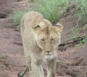 lion2
