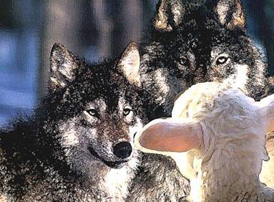 wolf-in-sheeps-clothes